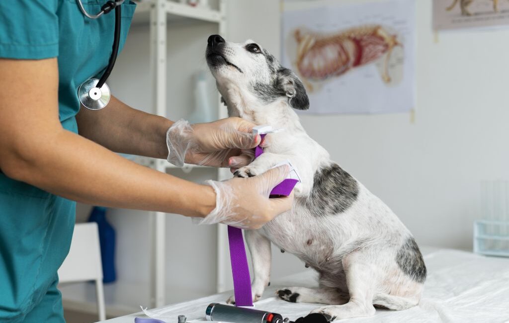 Ozonioterapia em cães